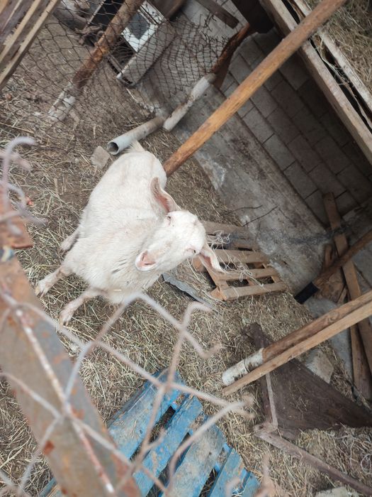 Ешкі сатылады ұрғашы