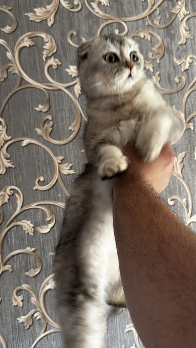 Шотландская вислоухая кошка срочно