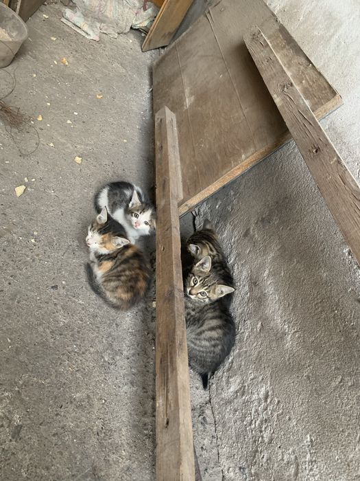 Қарт кісінің есегін жалайды