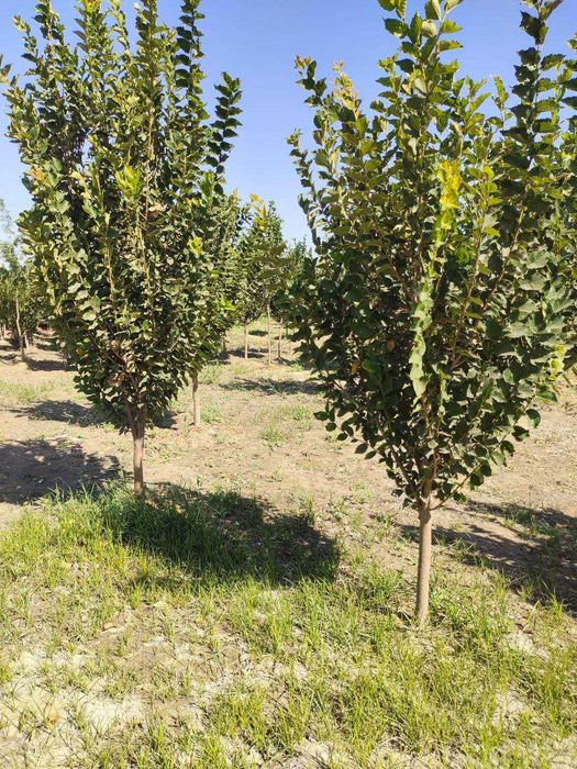 manzarali ko'chatlar