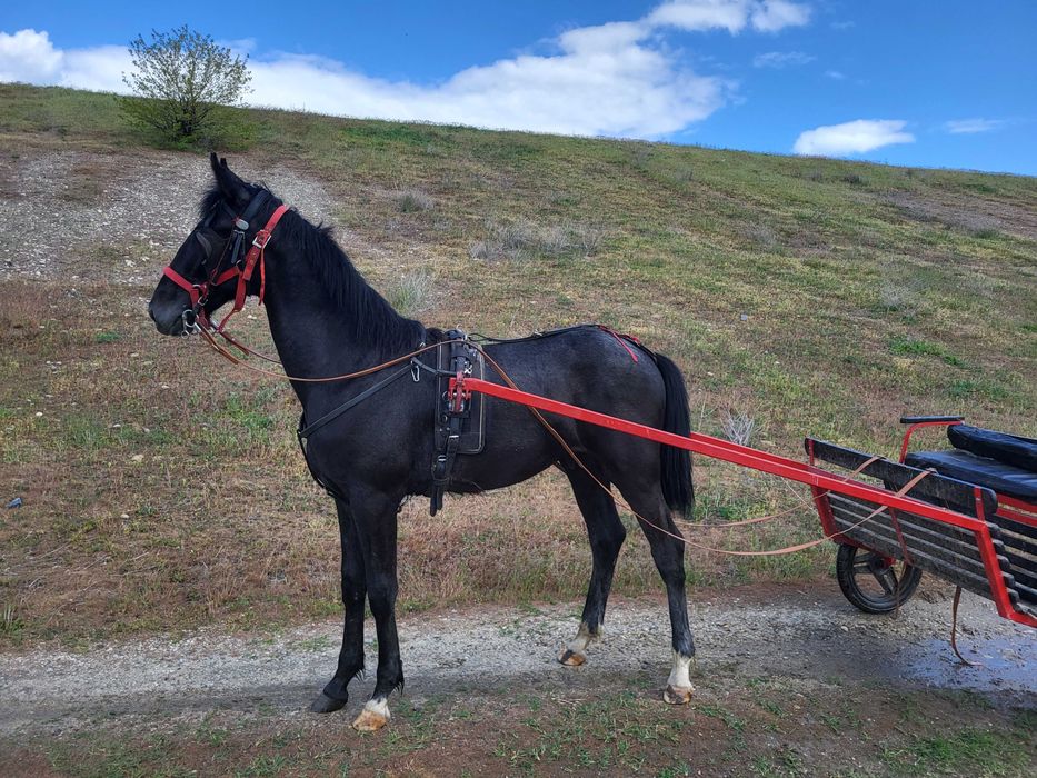 Carlan din tata KWPN si mamă TRĂPAȘ  varsta 1.3 luni