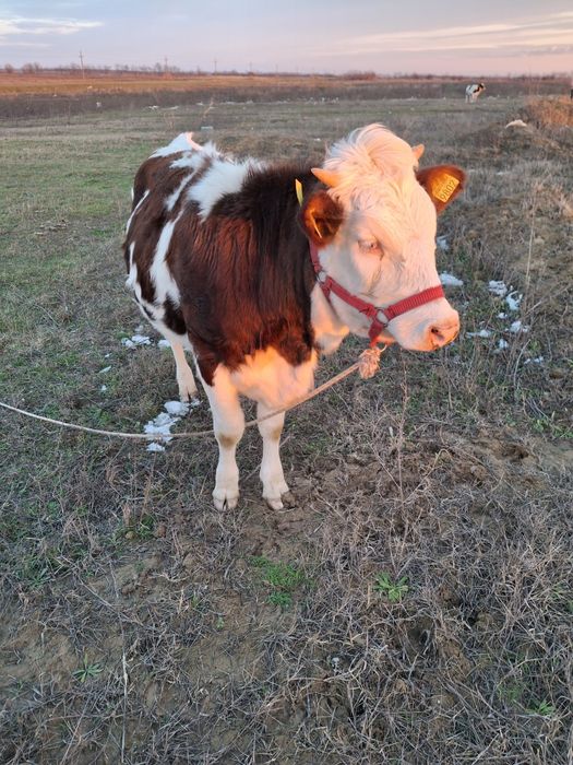 Vaci bune si frumoase 7 luni amândouă