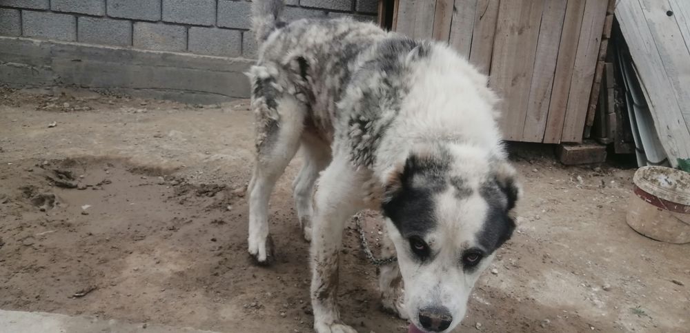 Собака пароды *Алабай*