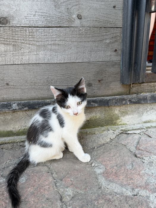 Котята маленькие