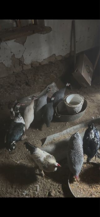 Брама  Индаутка.  Цесарка.