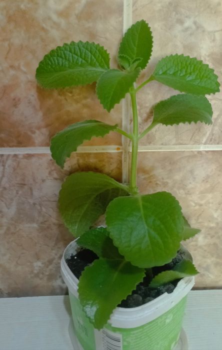 Продам комнатную мяту