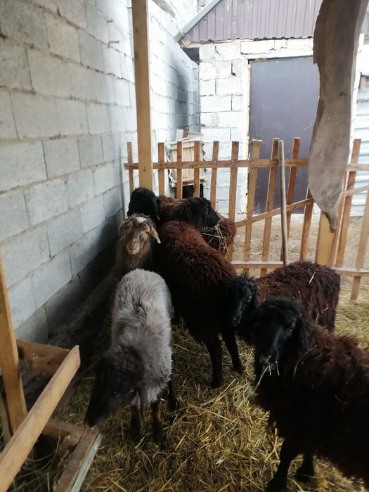 Токтылар арзан багада