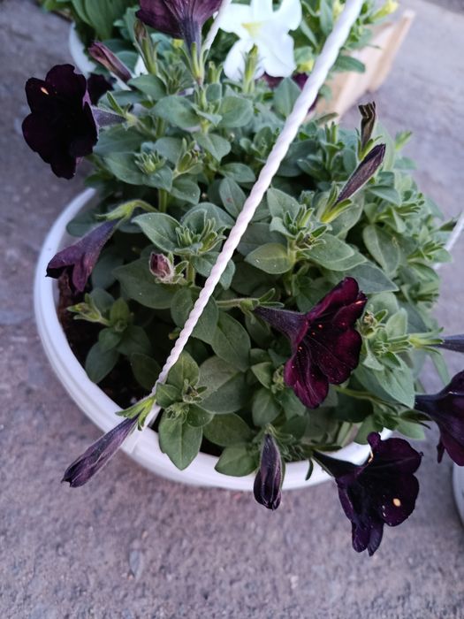 Цветы садовые в ассортименте