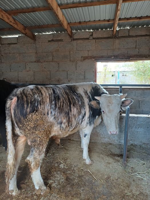 Бұқа сатылады...