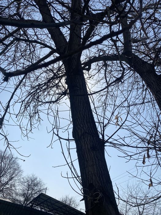 Продам дерево орех