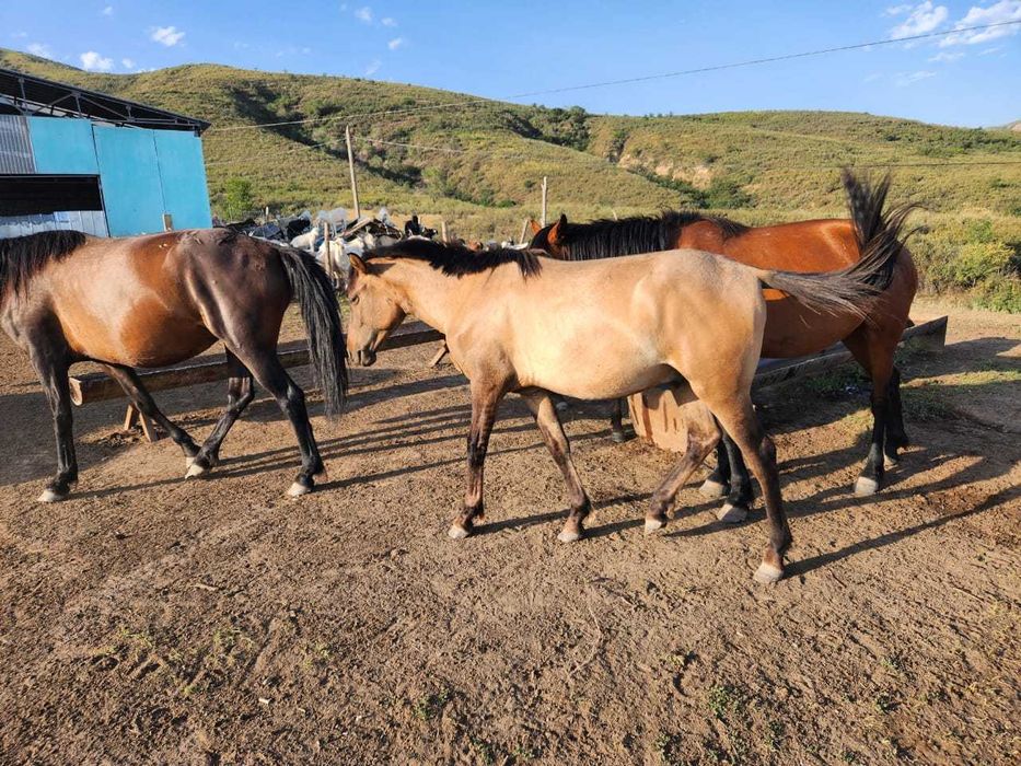 Продам тайчика Башкира на племя