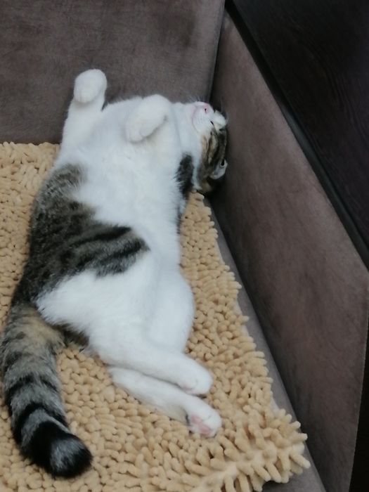 Отдам в хорошие руки кошку.