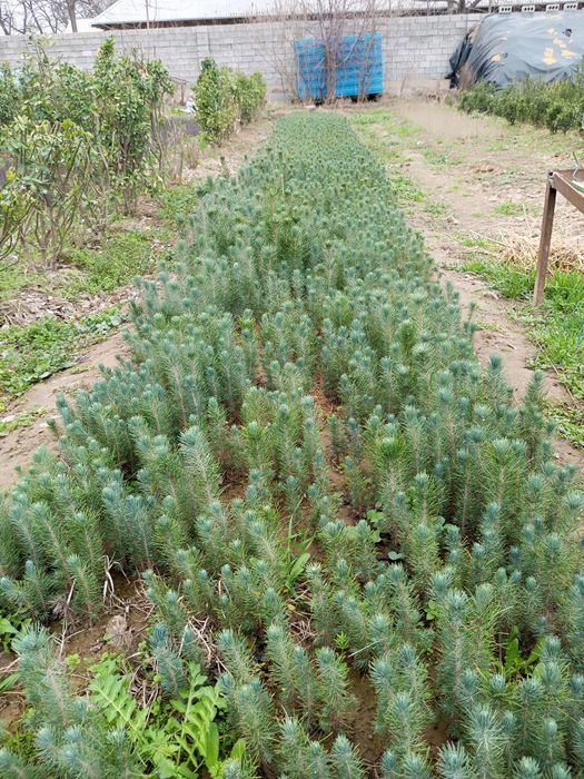 Tuya, sasna, majavinik kochatlari va chirmashib osuvchi tok gul