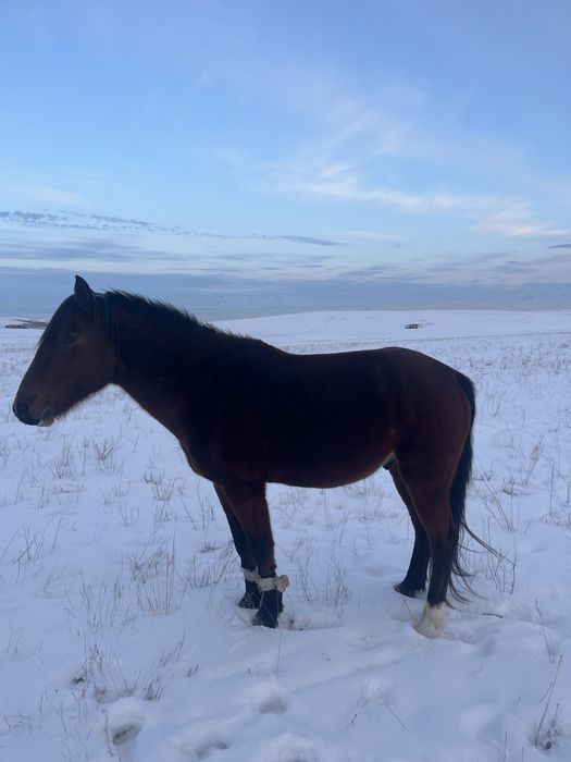 Торы Айғыр сатылады