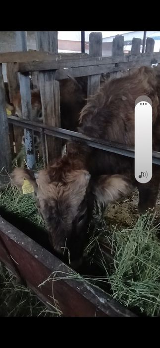 Бычок телка на откорме