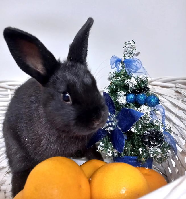 Декоративные кролики 1.5месяца