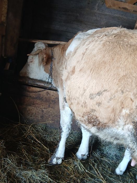 Vând juninca fătat de doua luni