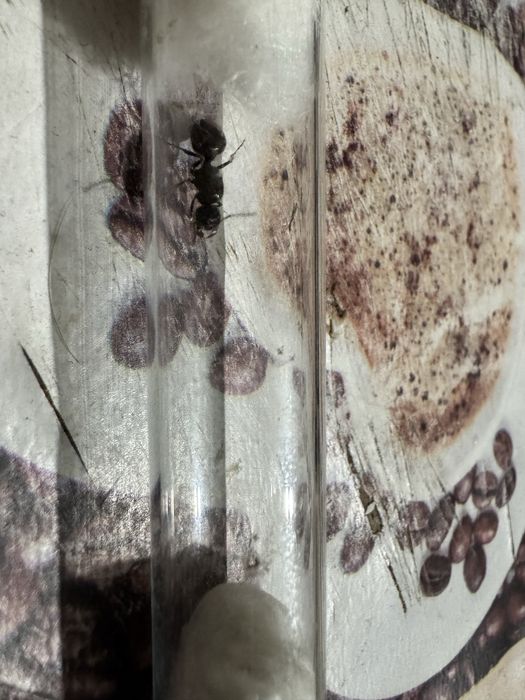 Продам муравьёв матка + расплод