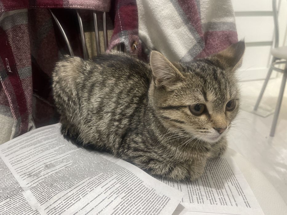 Котенок в добрые руки