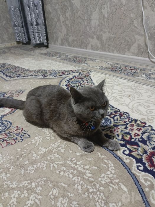 nasil olishga british shothair zotli mushuk