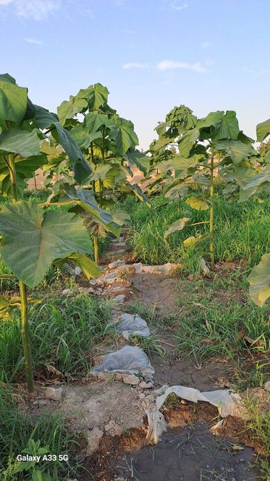 Павлония кучатлари