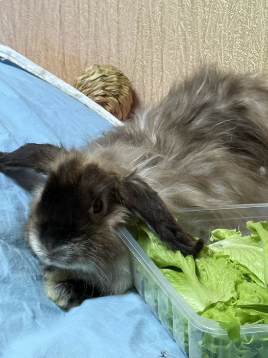 Декоративные Кролики