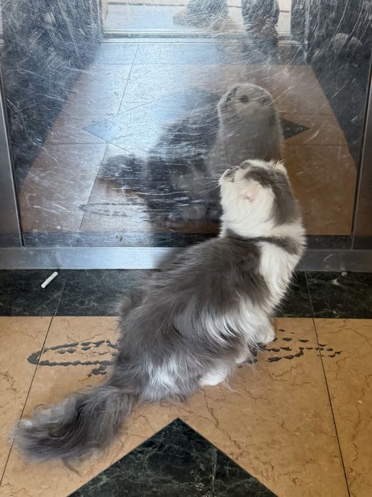 Кошка персидская мальчик