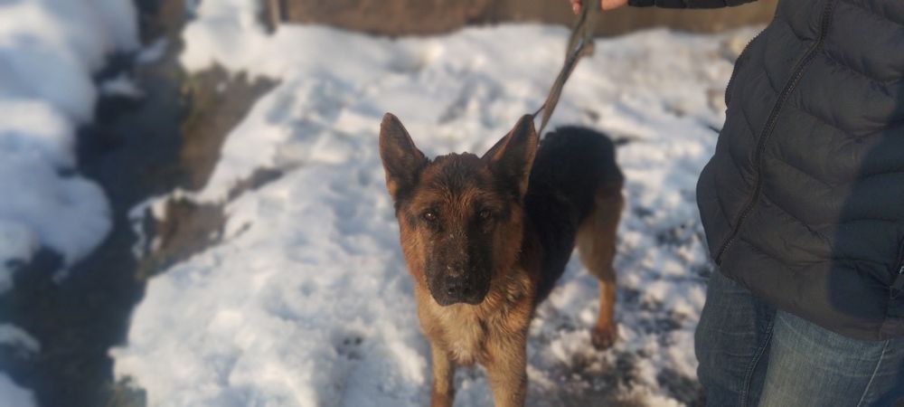 Toza zotli nemis apcharkasi