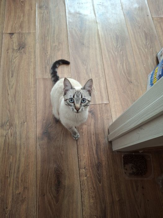 Отдам кота в добрые руки