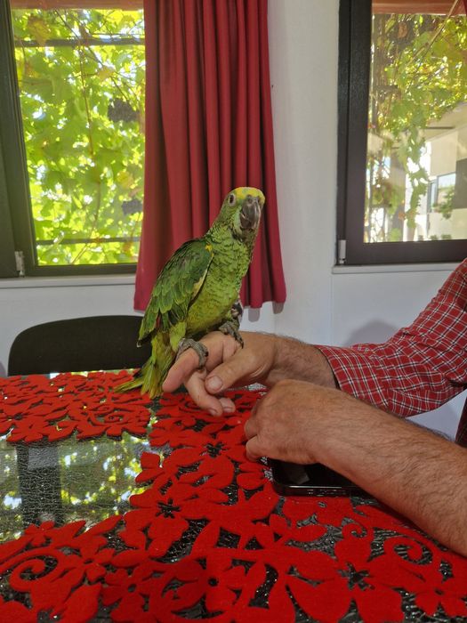 Papagali amazon fruntea albarsta , aestiva