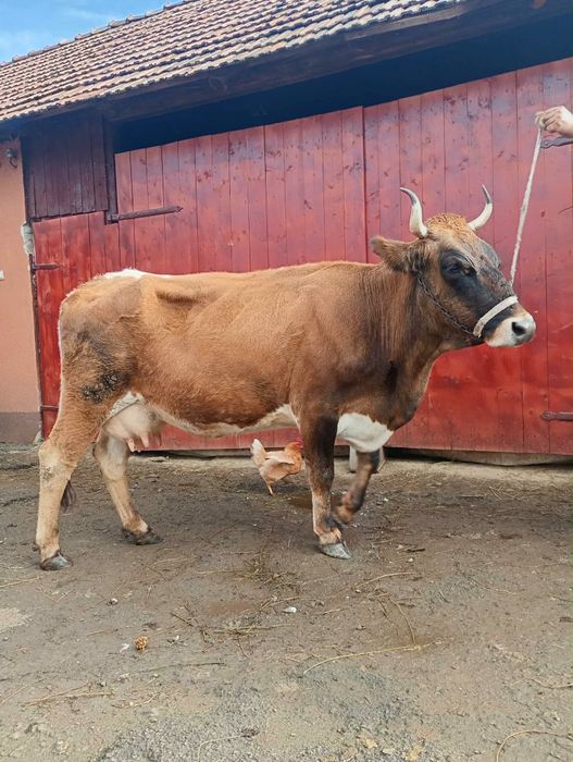 Vand vaca fatata recent