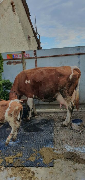 Vand 3 vaci bălțate romnești fătae tote 3