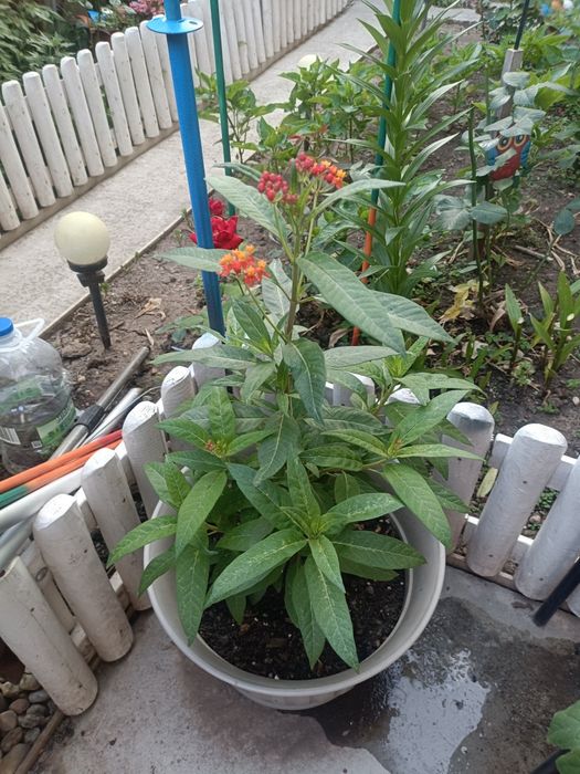 Leandru de Muntenegru