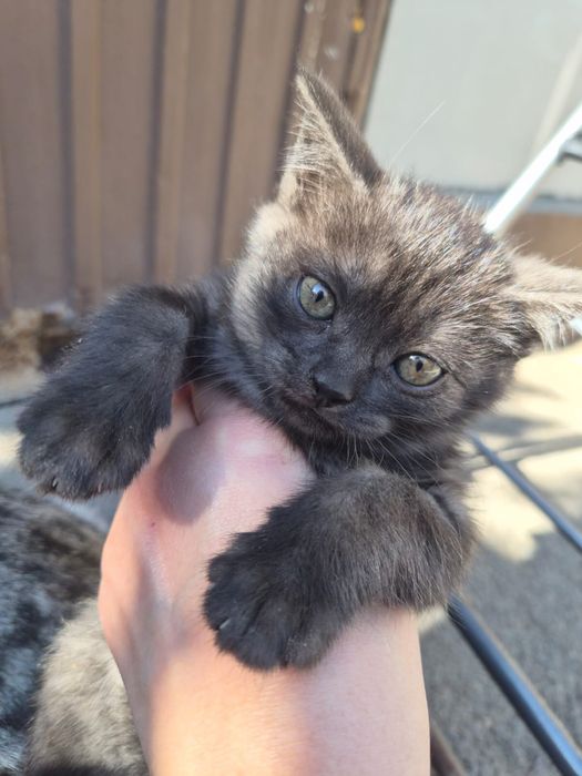 Котята бесплатно милые котики