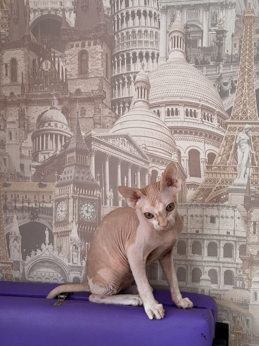 Канадский сфинкс