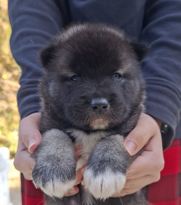 Апериканская акита резерв