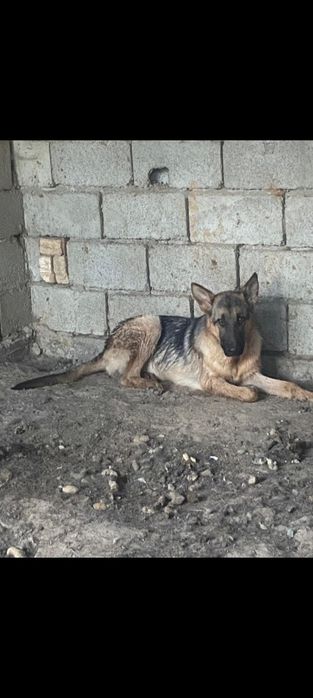 Овчарка күшік сатылады.