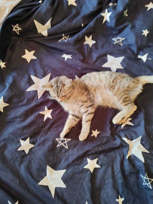 Очаровательная Смоки ищет новый дом