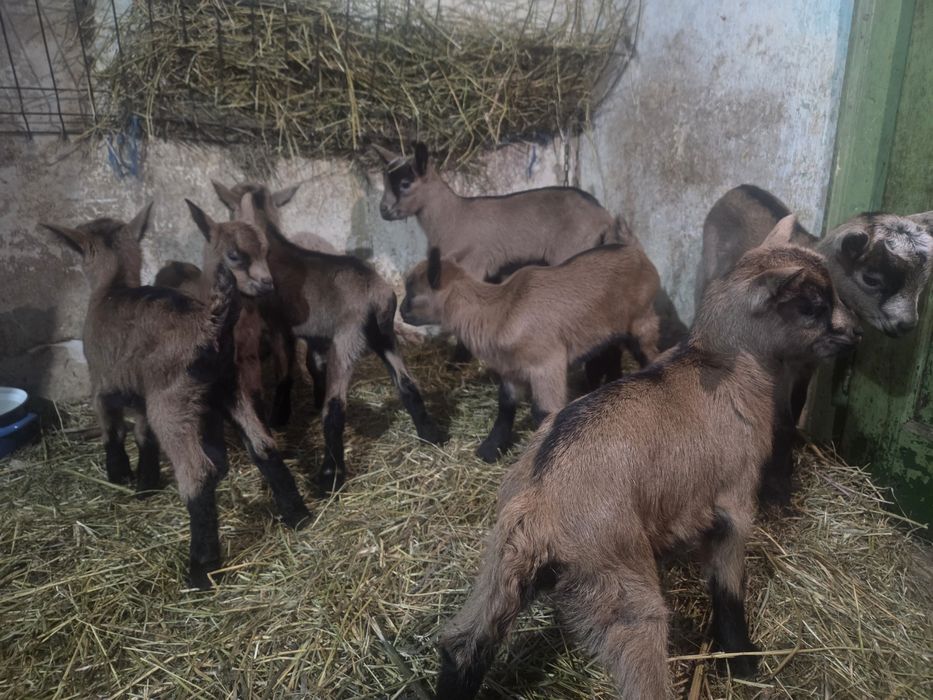 Vând ieduțe și țăpișori Alpin Francez rasă pură