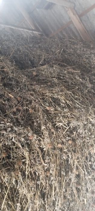 Vand trifoi cosit și strâns manual