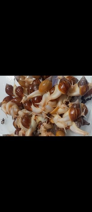 Улитка сотилади 5-6см