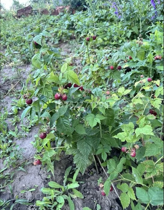 ДАЧА ДАЧА на лето