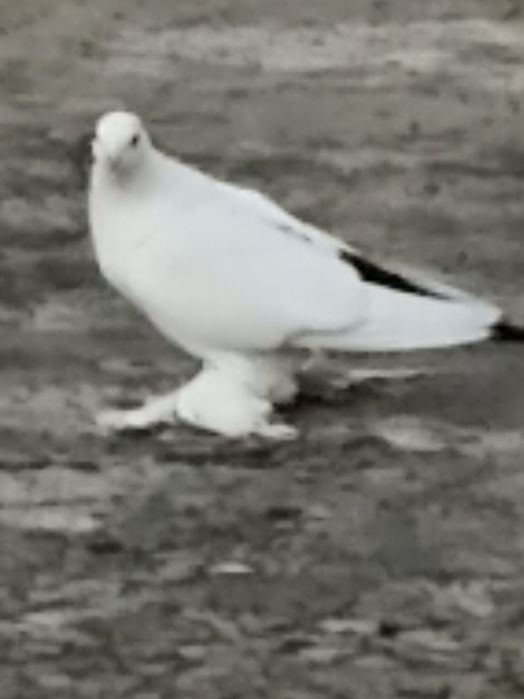 Голуби домашний.