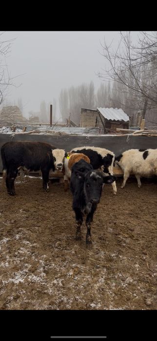 Бычоктар сатылады бұқа подсос 43 бас