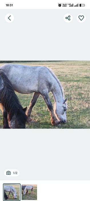 De vânzare 5 cai: Lipițani cu pedigree maestoso gestanta cu appaloosa  metis Frizian × Lipițan și iepe semigrele gestante cu belgian