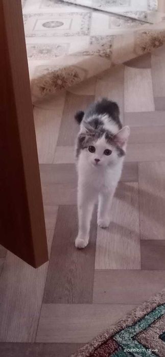 Отдаем кошку в хорошие руки