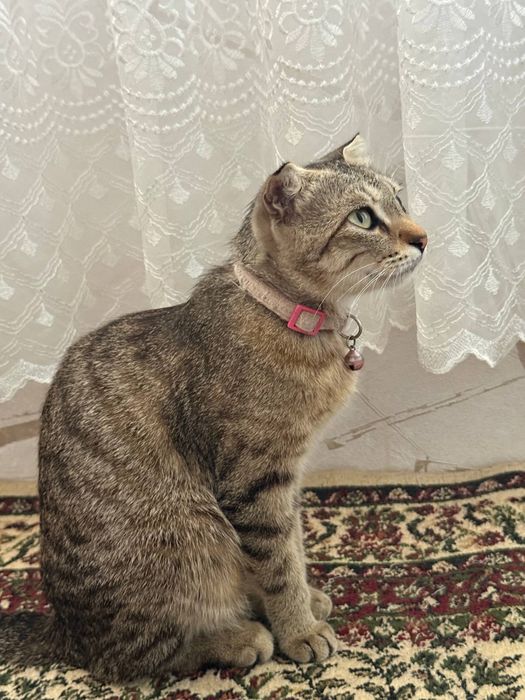 Кошка скоттш фолд