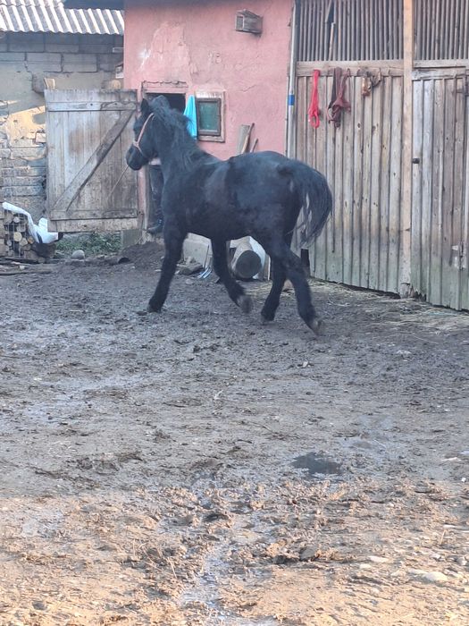 Vand manz de un an jumate