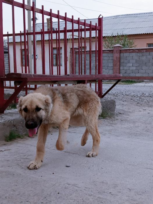 Жақсы ит күшік аламдесенізде жазыныздар