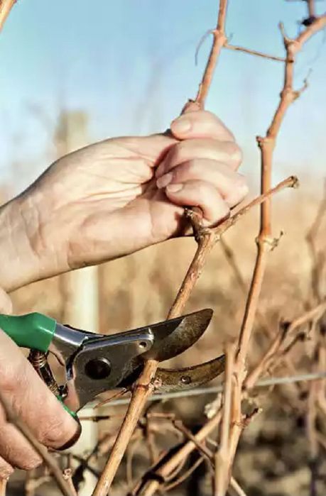 Мевалий дарахларни кесиб  шакил  бериш . Обрезка  дерево
